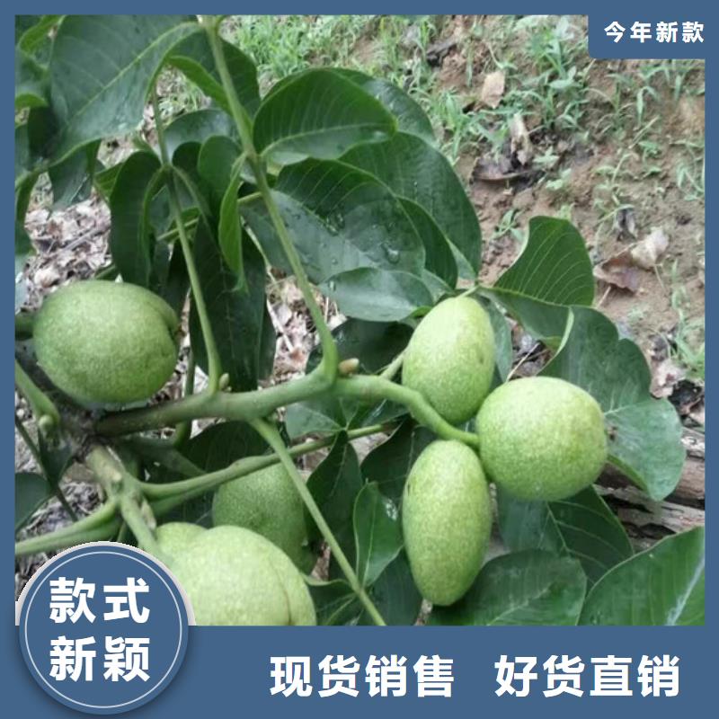 核桃苗,黄金苹果树苗基地好货有保障