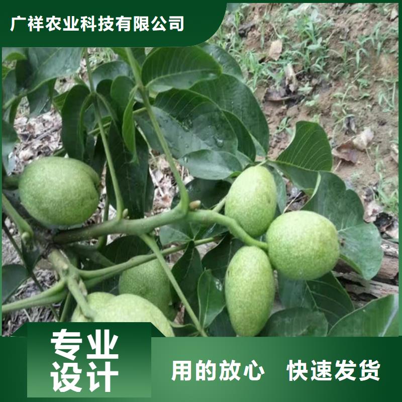 核桃苗-红油香椿树苗多家仓库发货