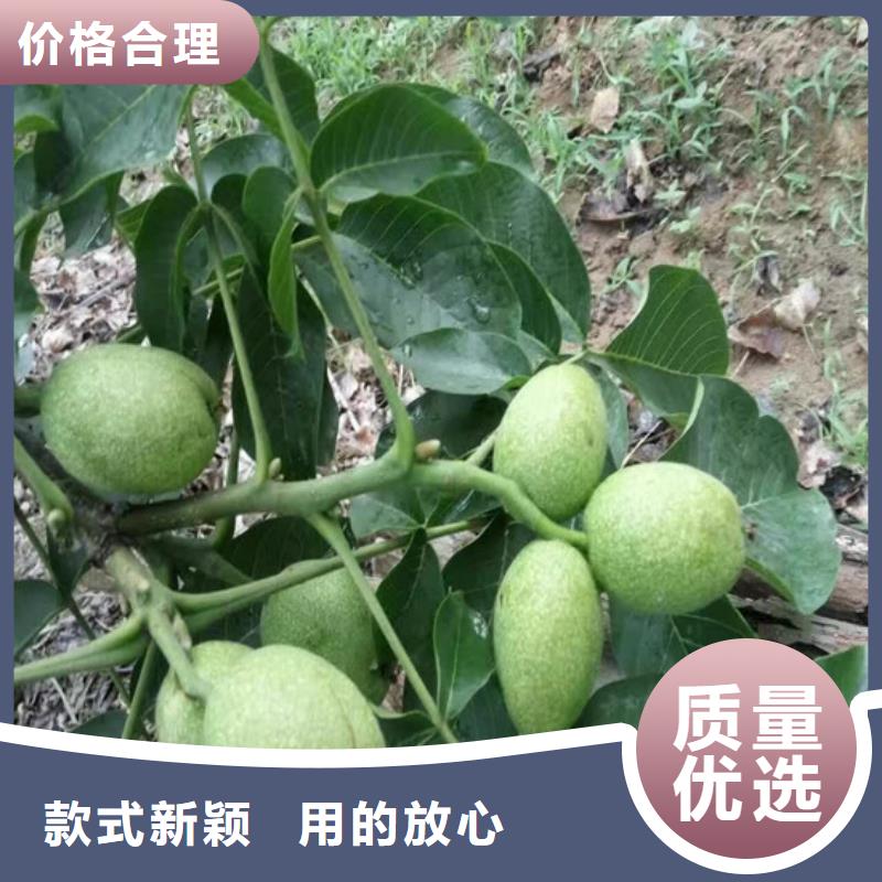 核桃苗樱桃苗专业生产品质保证