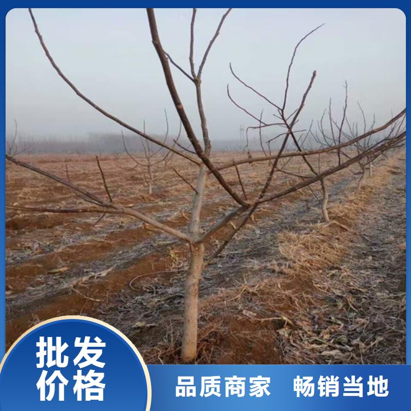 核桃苗_蟠枣树苗按需定做