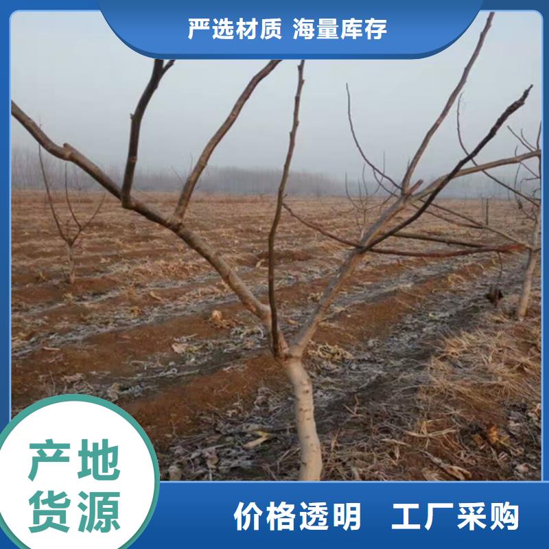 核桃苗【葡萄苗基地】品质优良