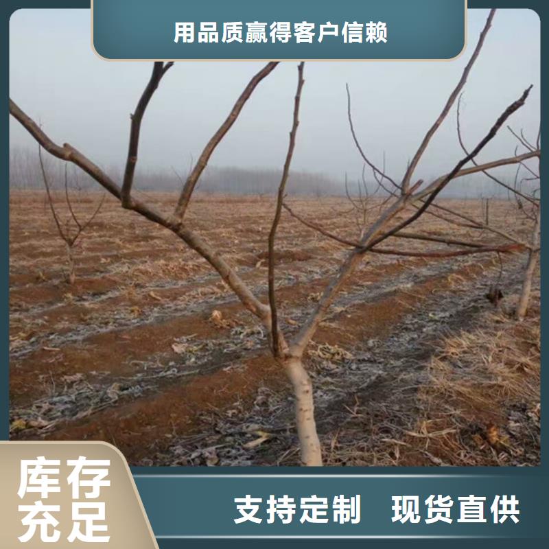 核桃苗大棚草莓苗免费回电