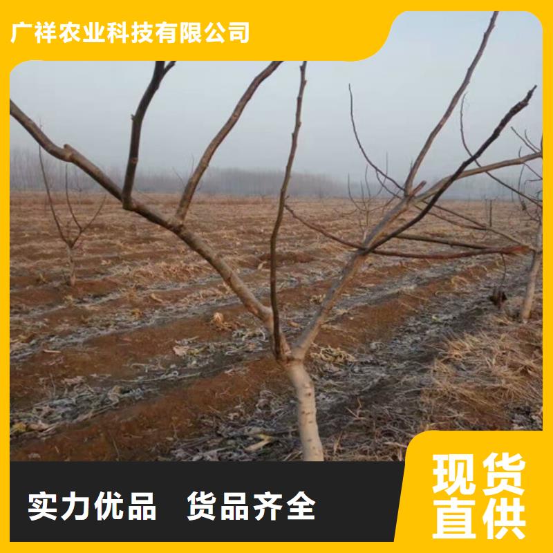 核桃苗大棚草莓苗免费回电