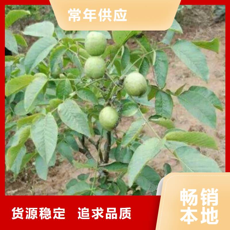 核桃苗,葡萄苗基地一致好评产品