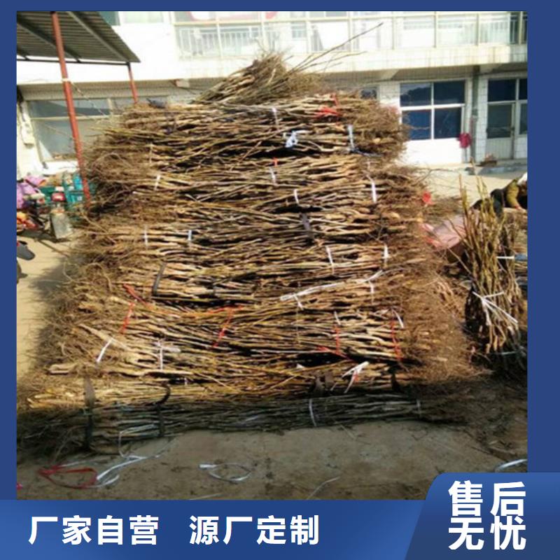 核桃苗大棚草莓苗免费回电