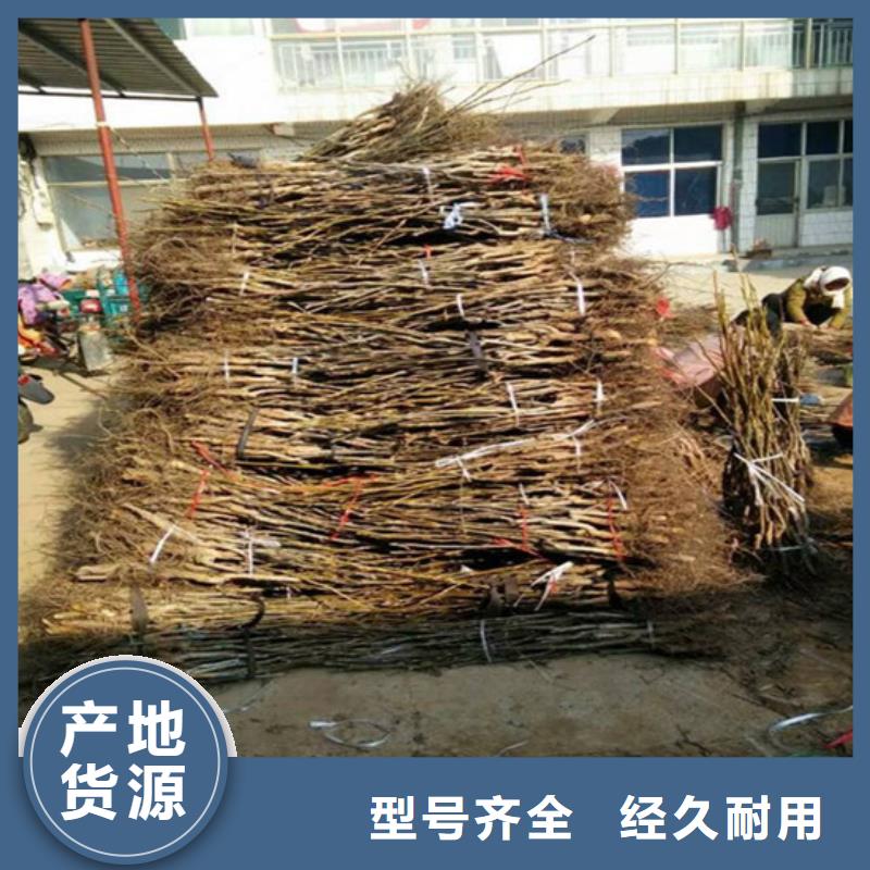 核桃苗_花椒树苗品质卓越