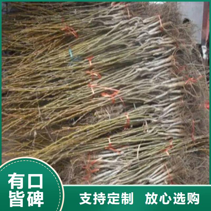 【核桃苗黄金苹果树苗基地品质商家】