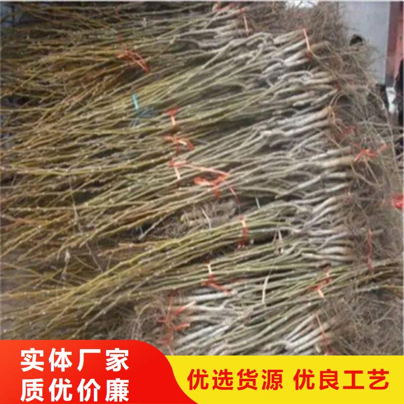 核桃苗【樱桃苗】质检严格放心品质