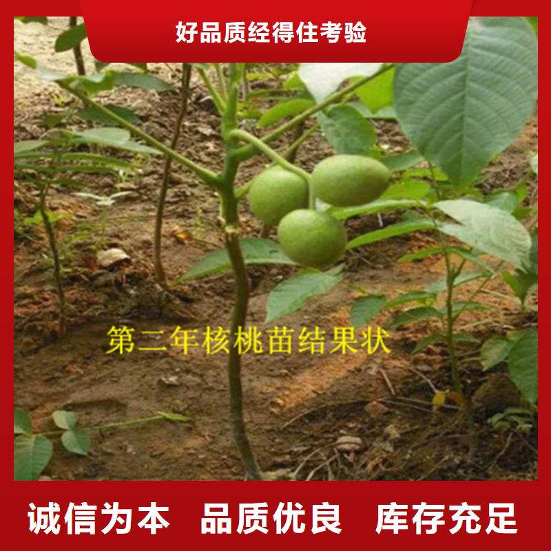 核桃苗樱桃苗基地工程施工案例