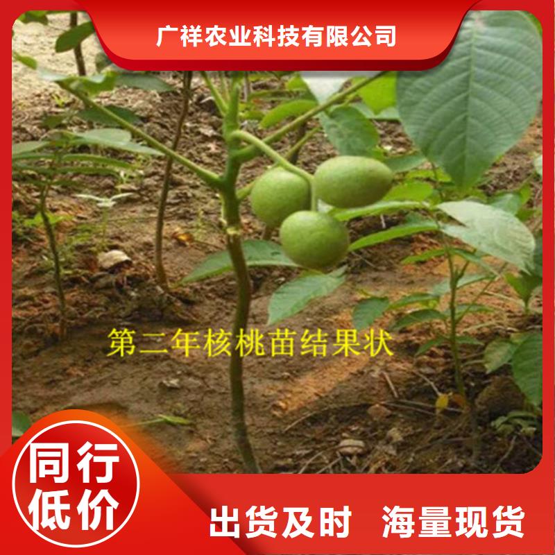 核桃苗_草莓苗价格自产自销