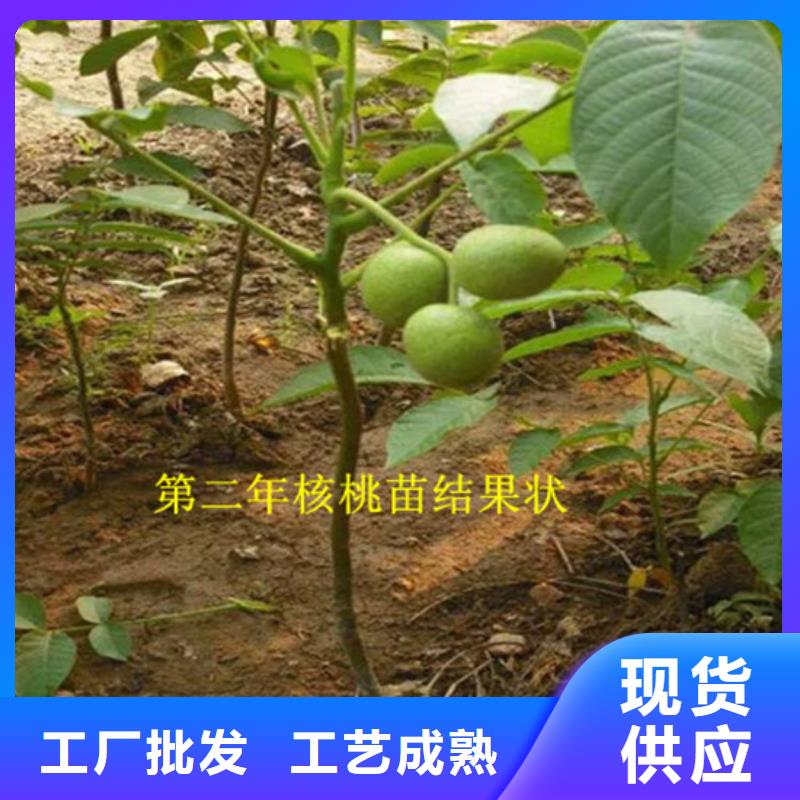 核桃苗_红蜜桃树苗专业厂家