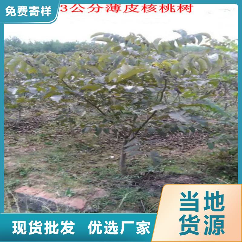 核桃苗_草莓苗价格自产自销