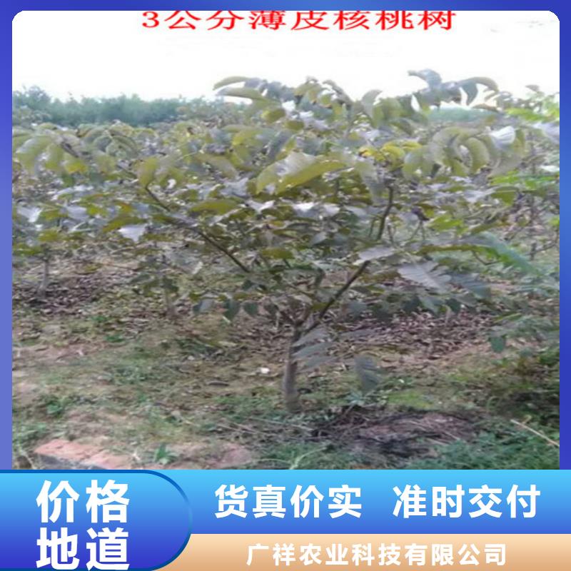 核桃苗果树苗批发基地用心做好细节