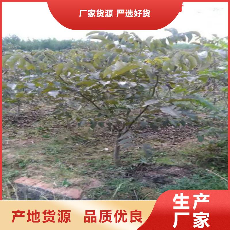 核桃苗香梨树苗源头厂家