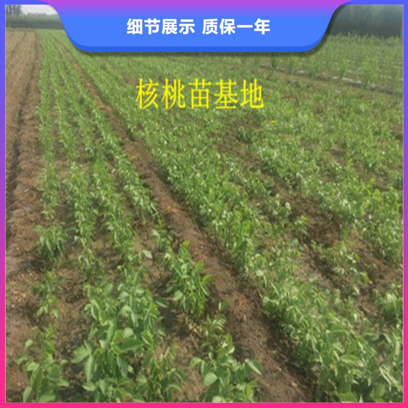 【核桃苗】苹果苗产品细节参数