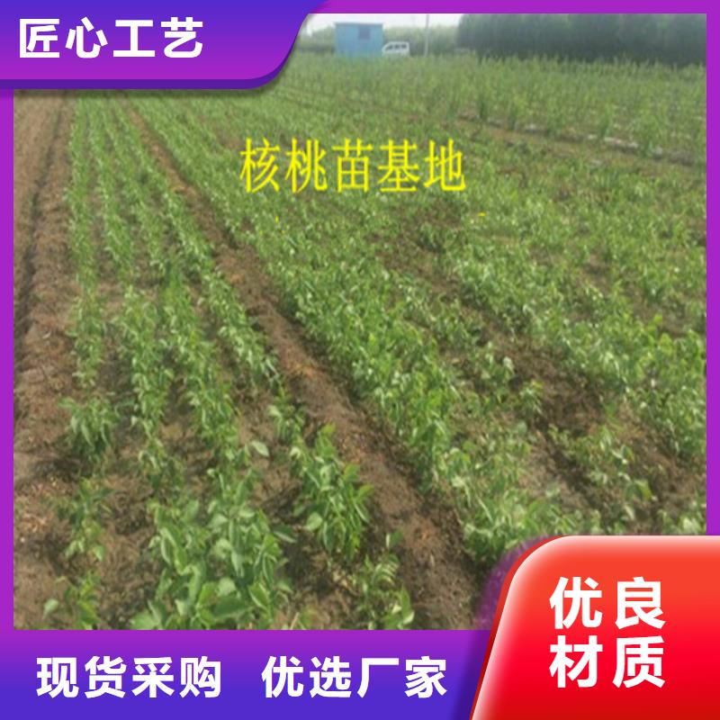 核桃苗吉塞拉6号砧木信誉至上