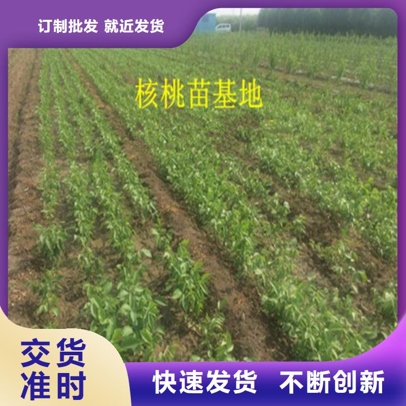 核桃苗果树苗专心专注专业