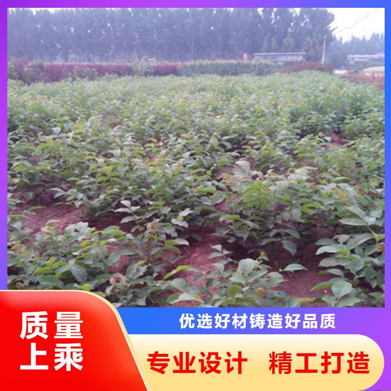 【核桃苗】-果树苗制造生产销售