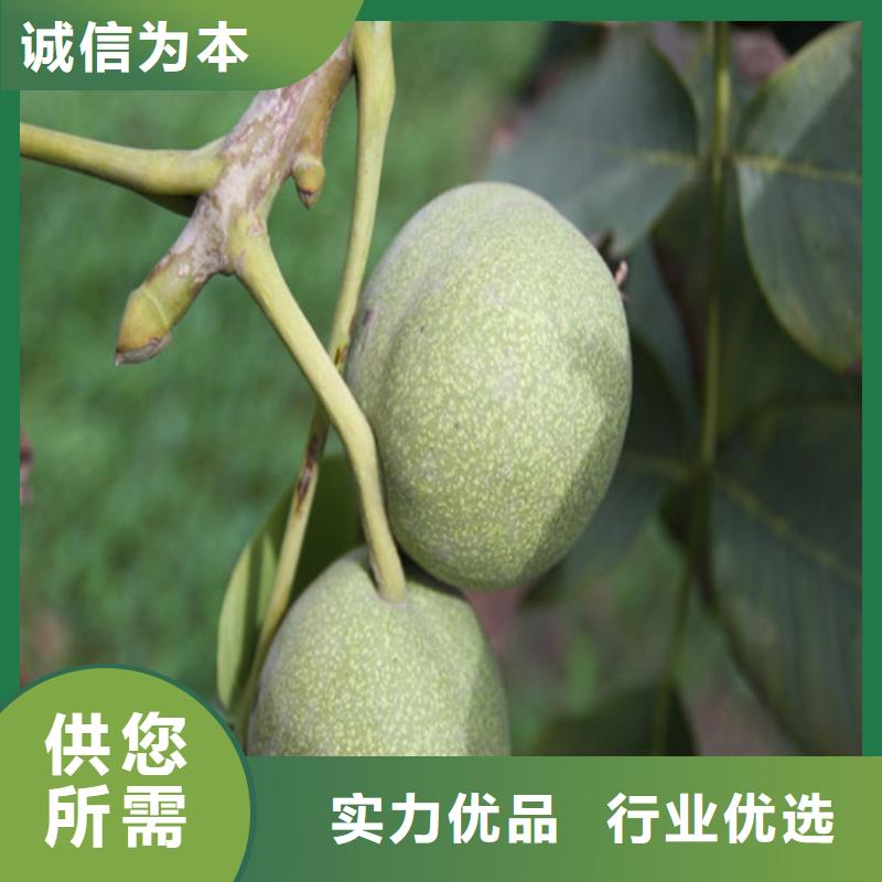 【核桃苗】草莓库存齐全厂家直供