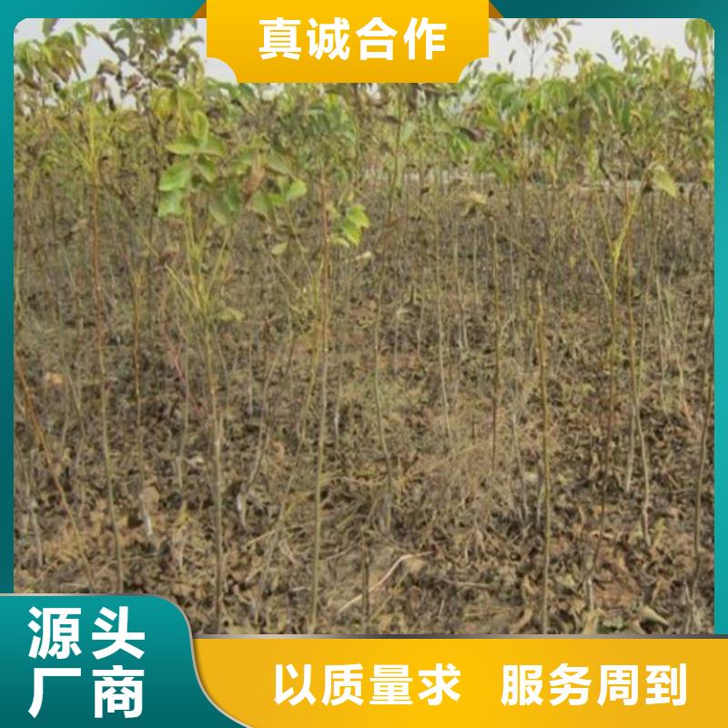 核桃苗【桃树苗】品质不将就