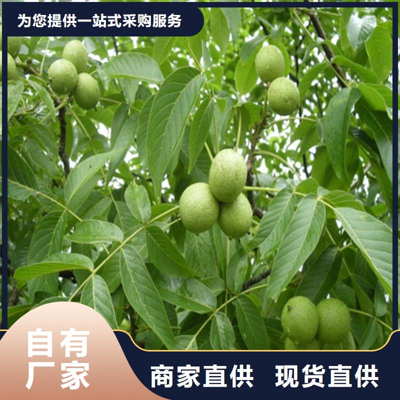 红皮核桃苗多少钱一棵
