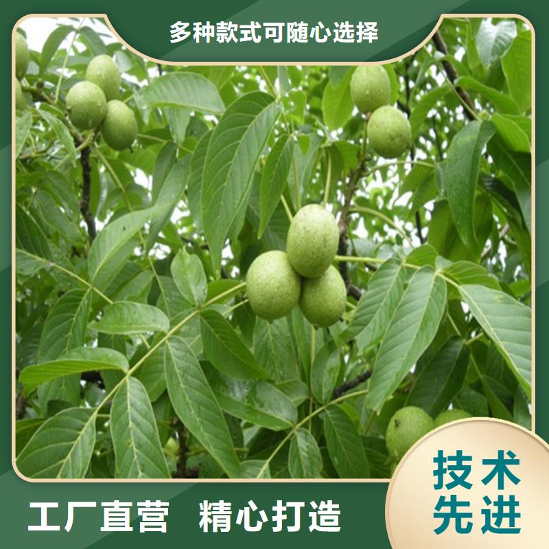 核桃苗果树苗支持货到付清