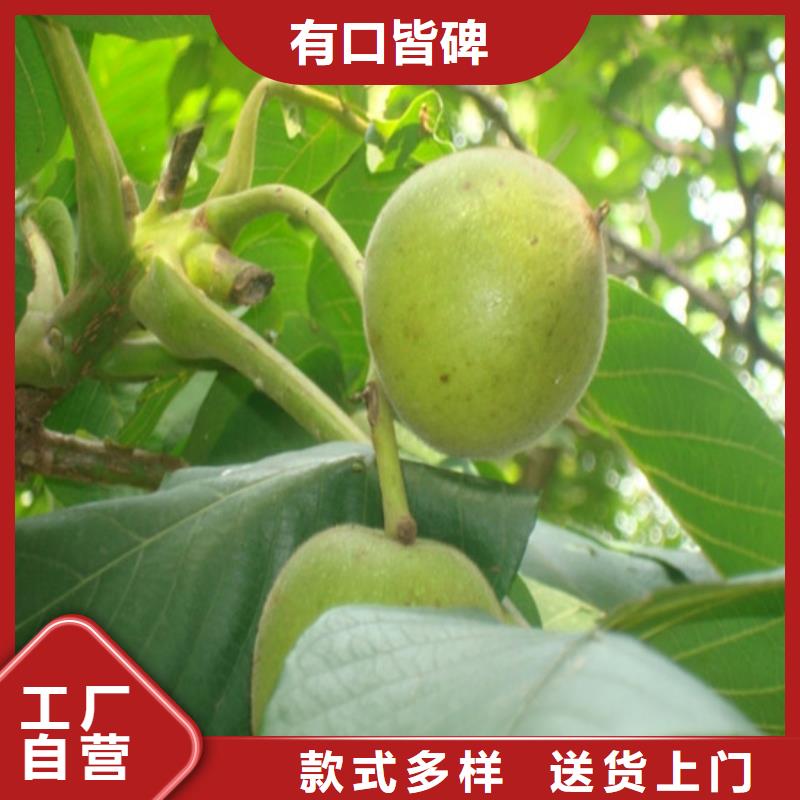 核桃苗-吉塞拉6号砧木免费回电