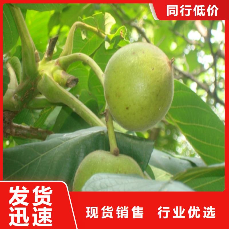 核桃苗-夏黑葡萄苗买的放心安兴用的舒心