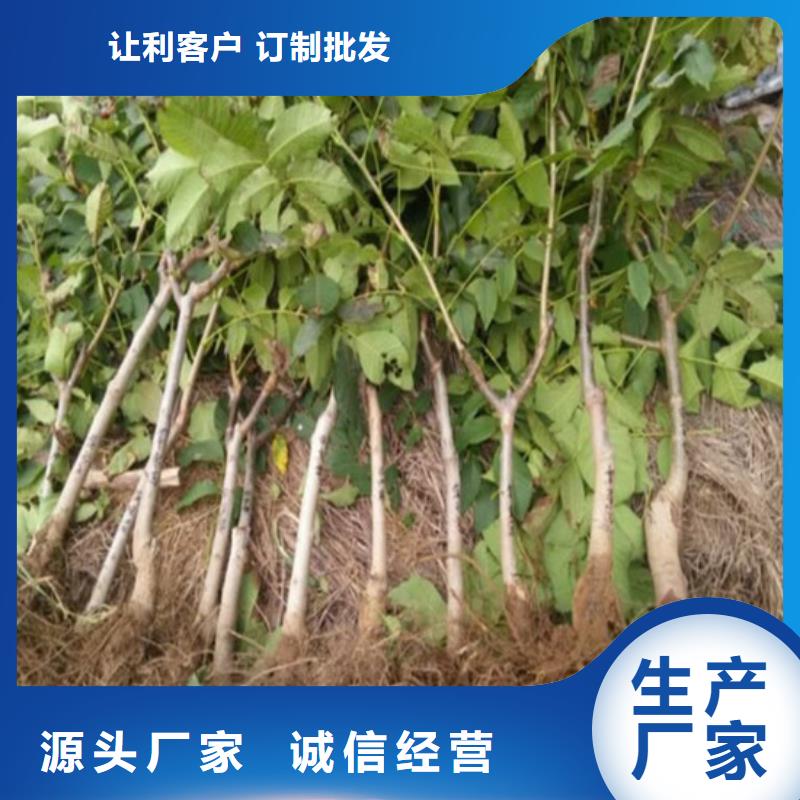 核桃苗_红蜜桃树苗专业厂家