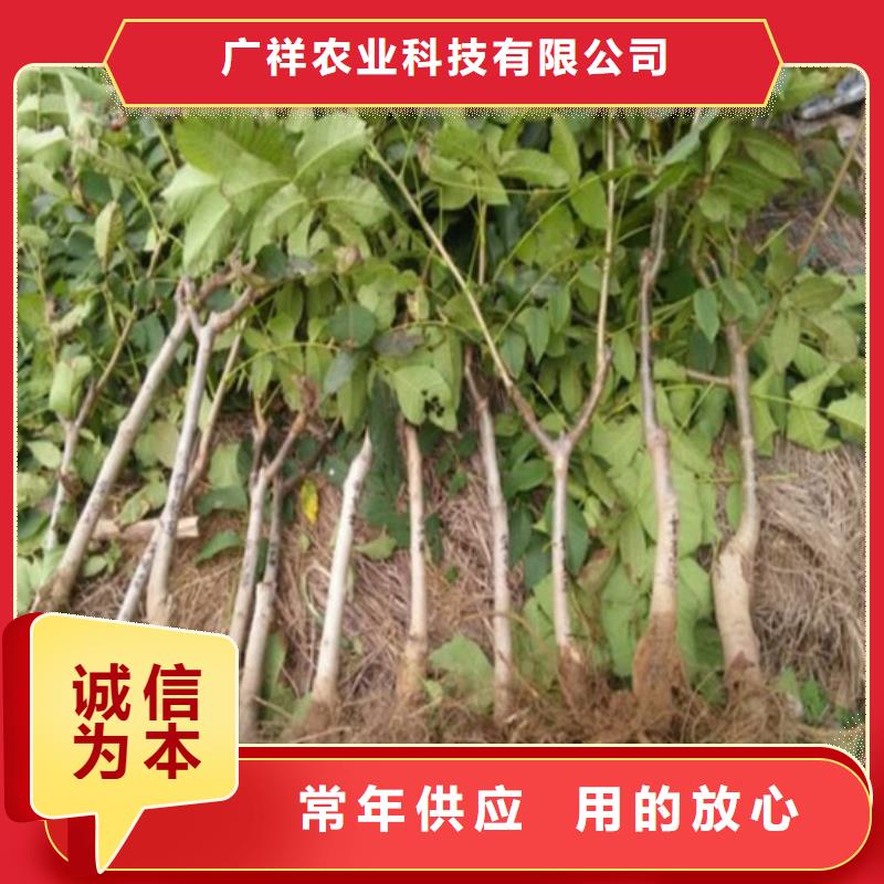 核桃苗樱桃苗专业生产品质保证