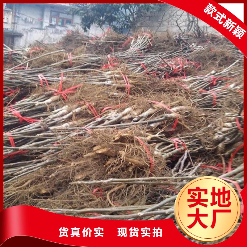 核桃苗_苹果苗基地一站式采购方便省心