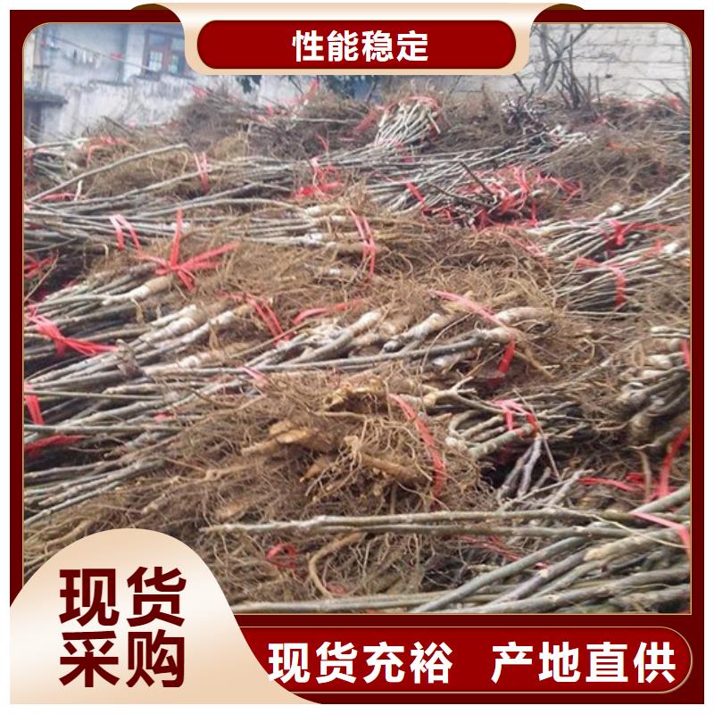 核桃苗【樱桃苗】质检严格放心品质