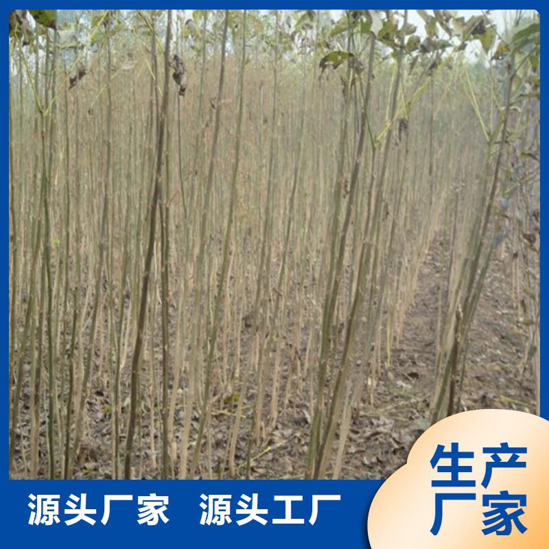 核桃苗莫妮卡西梅树苗发货及时
