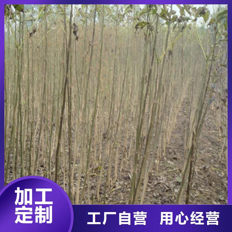 核桃苗大棚草莓苗免费回电