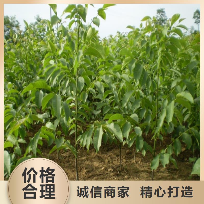 核桃苗_花椒树苗品质卓越