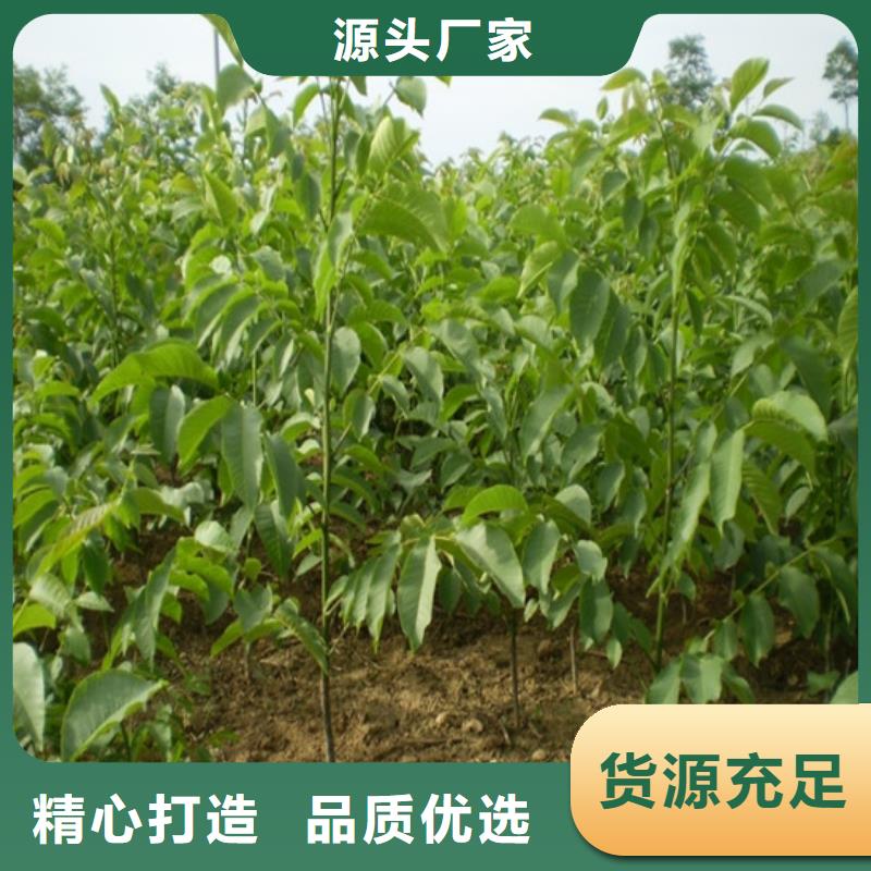 核桃苗-梨树苗基地现货采购
