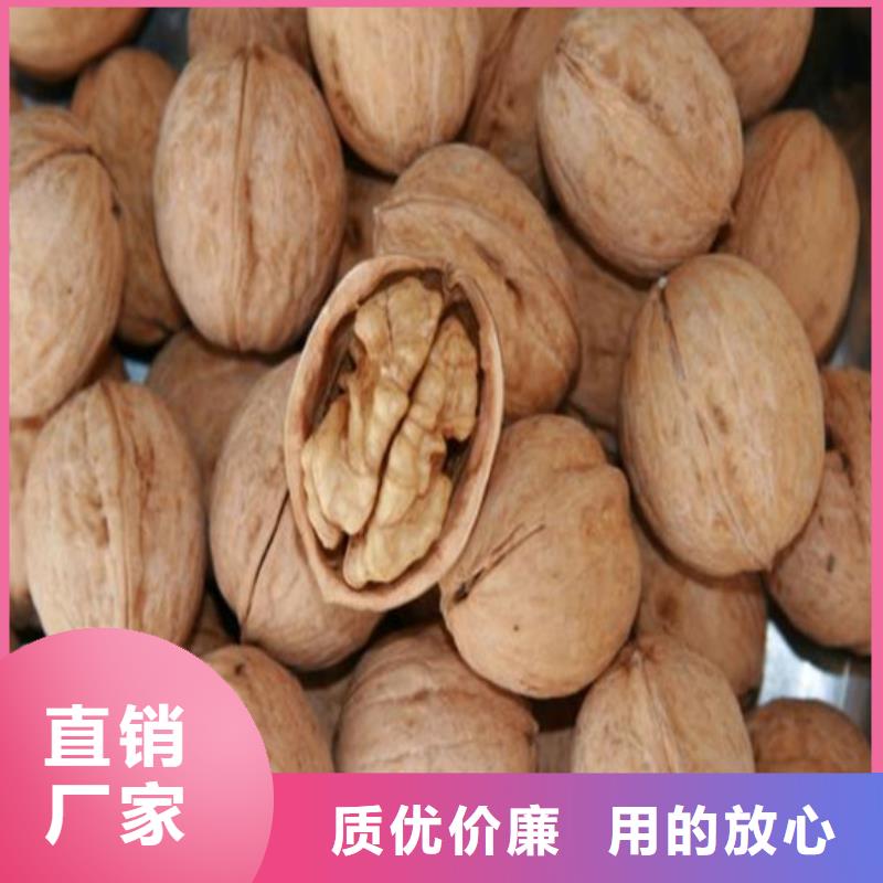 【核桃苗】草莓库存齐全厂家直供