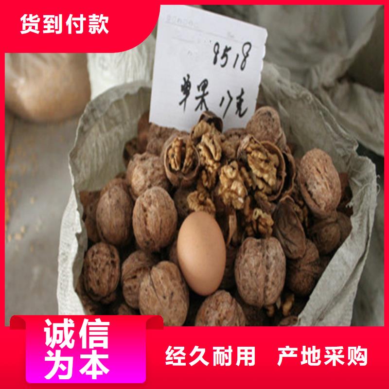 【核桃苗】,黄桃树苗海量货源