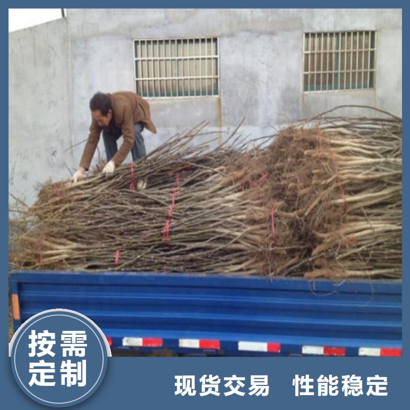 【核桃苗桃树苗工厂批发】