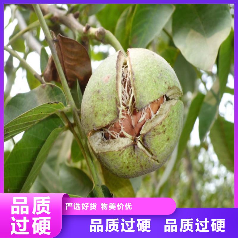 核桃苗_果树苗款式新颖