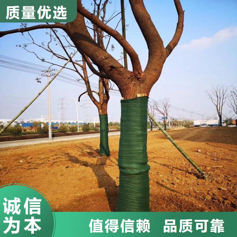 大树裹树布价格行情资讯