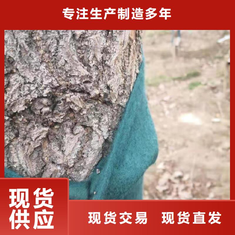 裹树布防水排水板源头厂家经验丰富