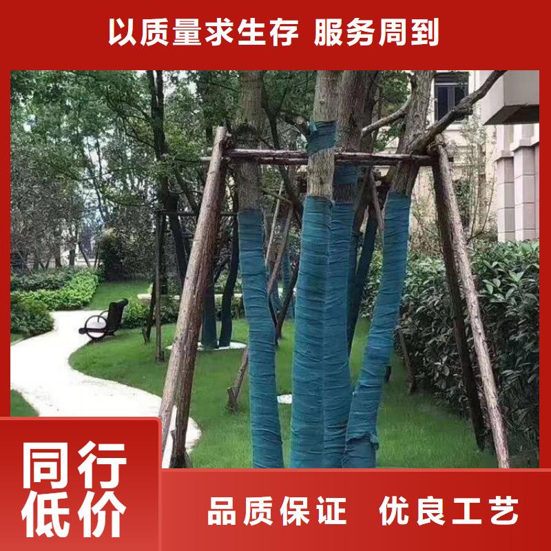 缠树带缠树带