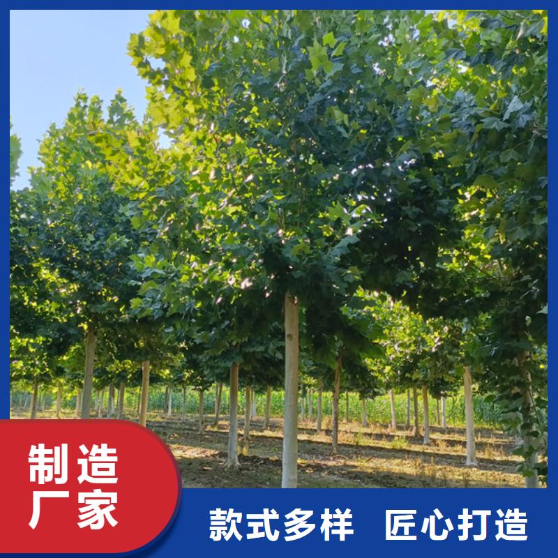 10公分法桐价格种植基地法桐