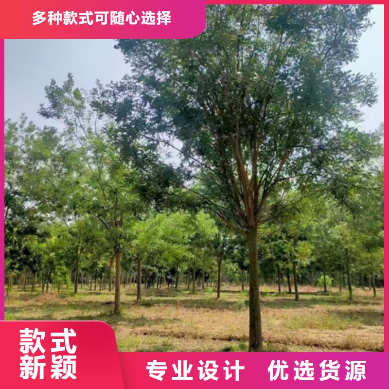 造型法桐原厂直销