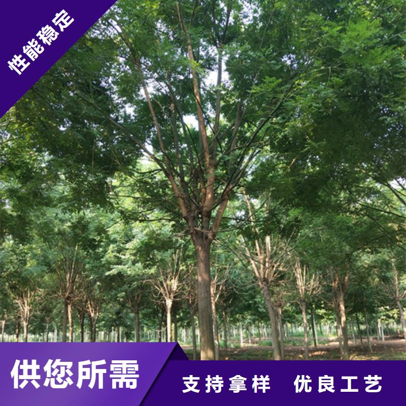法桐小苗可随时发货
