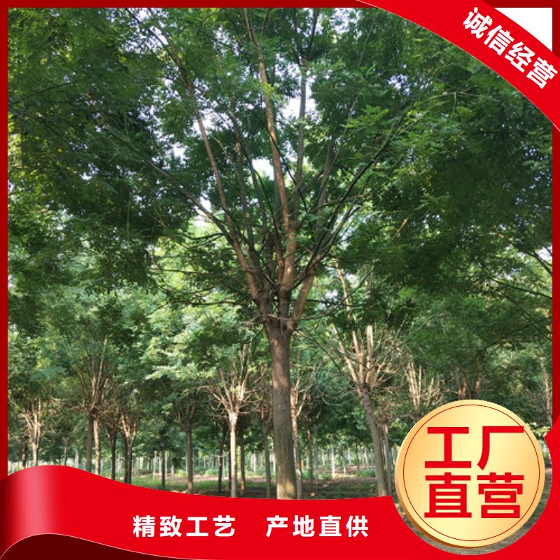 有现货的法桐基地