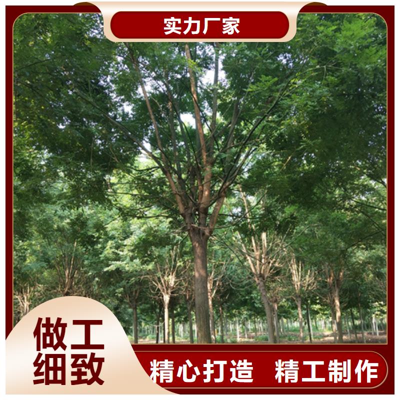 法桐小苗生产经验丰富的厂家