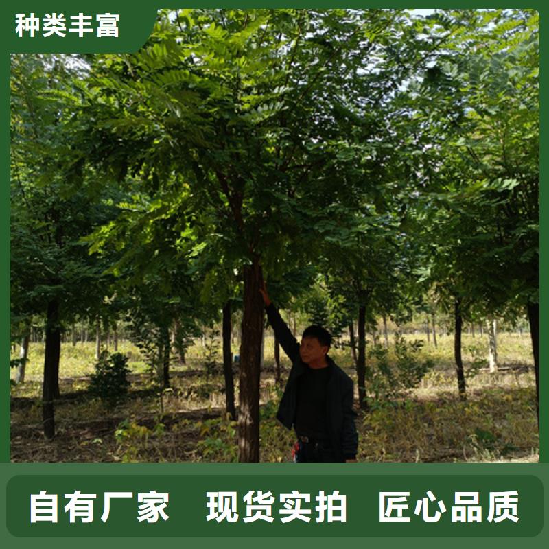 速生法桐价格优绿化乔木