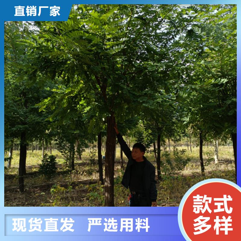 造型法桐-造型法桐到厂参观